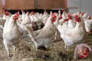 NTB Kendalikan Inflasi dengan Kampung Ternak Unggas
