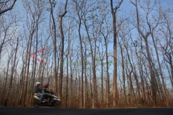 Hutan Jati Meranggas