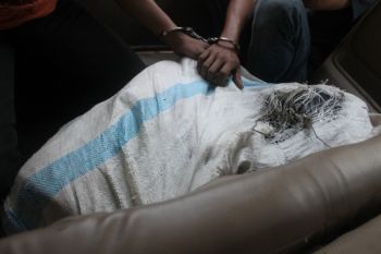 Polres Pasaman Amankan 20 Kilogram Ganja