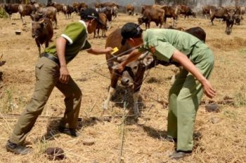 Jelang Idul Adha, Harga Sapi Capai Rp22 Juta/Ekor