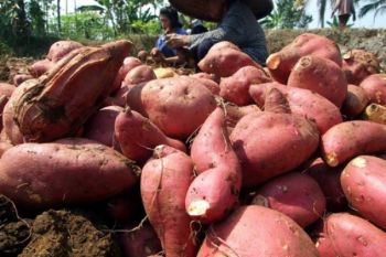 Pejabat Diajak Pelopori Pemanfaatan Pangan Lokal
