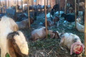 Harga Kambing Naik Hingga 30 Persen