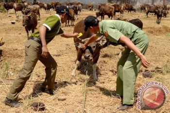 Puluhan Sapi Kurban di Semarang Kena Cacing Hati