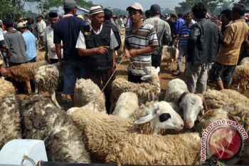 Batu Cincin Berlafaz "Allah" Ditemukan dalam Otak Lembu Kurban 