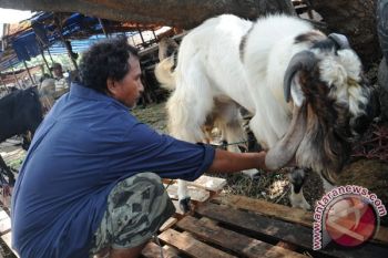 Sabun Susu Kambing PE Bisa Bikin Kulit Lebih Bersih