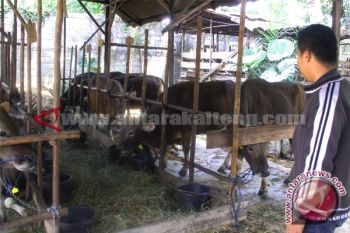 Guru Besar IPB : Perlu 20 Tahun Wujudkan Swasembada Daging