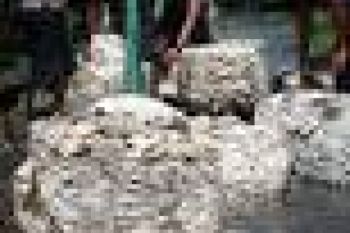 Harga Karet di Sumsel Rp9.735/Kg