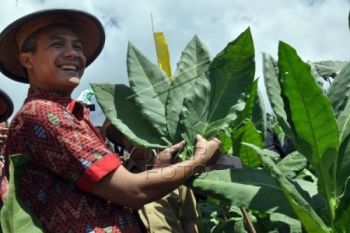 Kualitas Membaik, Harga Tembakau Capai Rp200 Ribu/Kg