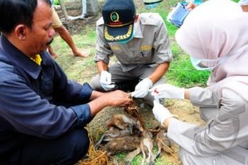 Diduga Flu Burung, Ratusan Bebek di Banyumas Mati