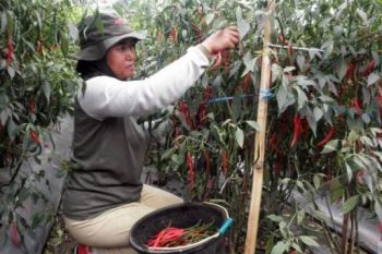 Pasokan Terbatas, Harga Cabai Keriting Capai Rp30.000/Kg