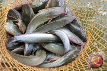 Harga Ikan Air Tawar Naik 