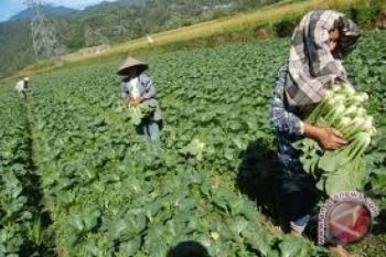 Sayuran Merbabu Diminati Sejumlah Swalayan