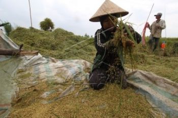 Pengadaan Pangan Banyumas Capai 53,72 Persen