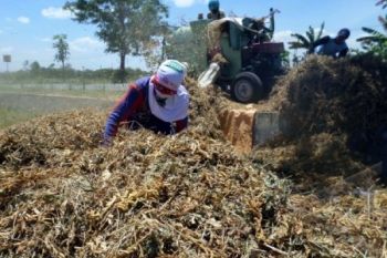 Musim Panen, Stok Kedelai Lokal Tercukupi