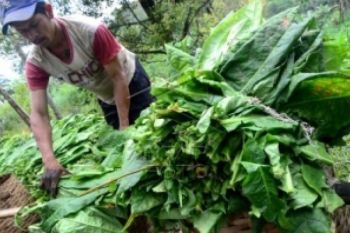 Kemarau, Hasil Perkebunan di Jateng Meningkat