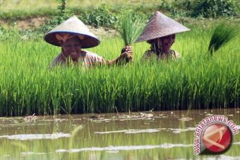 BP4K akui masih kekurangan tenaga penyuluh