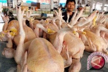 Harga Daging Ayam di Pekalongan Turun Rp8.500/Kg 