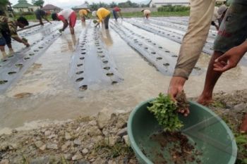 Sidorejo Maju Verifikasi Program "Hatinya" PKK Jateng
