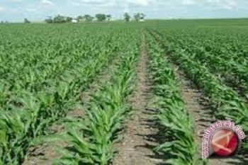 Pemkab Tojo Unauna tanam jagung 45.000 hektare