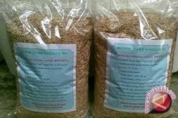  Petani Sigi Harap Pemerintah  Bantu Benih