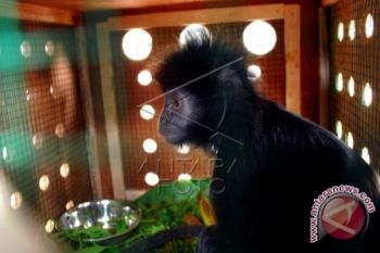 JLC: tiga generasi Lutung Jawa hilang