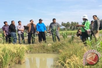 Traktor Tangan Bantuan BI Sejahterakan Petani Malonas