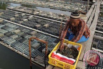 Ekspor Kepiting Sangkak