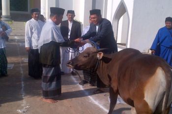 Bupati Kolaka Serahkan Hewan Kurban Kepada PHBI
