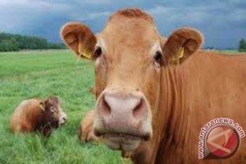 EMP Berkurban 15 Sapi Dan 14 Kambing