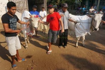 Ragam tradisi Idul Adha di Indonesia: Apitan, ngejot, juga manten sapi