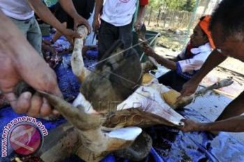 Lantamal VI Potong Hewan Kurban 
