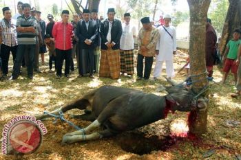 Bupati Maros Gelar "Open House" Usai Idul Adha