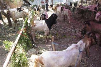 Harga Hewan Kurban di Madiun Turun