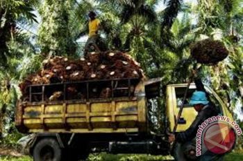 Warga Nabire sesalkan sikap dua perusahaan sawit