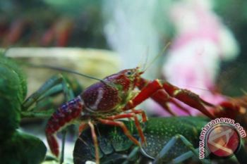 Melemahnya Rupiah pengaruhi Harga Benih Lobster Lombok