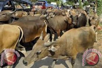 Pemkab Biak Numfor serahkan 15 sapi kurban
