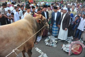 Penyerahan Sapi Kurban