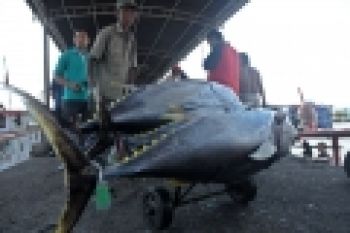 W Sumatra Tuna is Sent To Japan, US