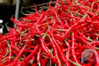 Cabai merah kembali turun di Padang, ini penyebabnya