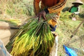 Gagal Panen, Produktivitas Padi Jateng Menurun 6,84 Persen