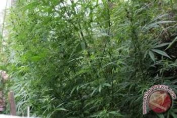 Polisi Amankan Tujuh Kg Ganja Kering