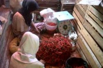Harga Cabai di Solok Rp70.000/Kg