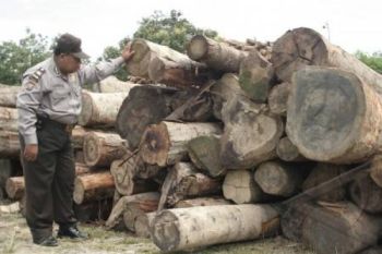 Delapan Pengepul Jadi Target Operasi Pembalakan Liar 