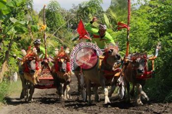 Jembrana Pertahankan Makepung Cegah Alih Fungsi Lahan