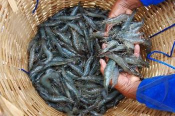 Kulon Progo uji laboratorium residu udang