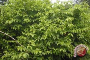 Harga Gambir Tembus Rp100 Ribu Per Kilogram