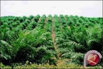RAN: Ekosistem Leuser Terancam Punah Akibat Sawit