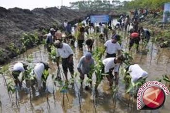 BLH Biak tanam mangrove di sepanjang pantai Yenusi dan Tanjung Barari