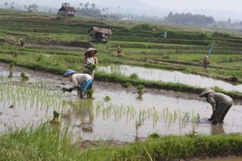 Beras Organik Diproyeksikan Unggulan Pertanian Padang Panjang