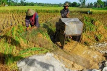 Ketahanan Pangan di Boyolali Terbaik se-Jateng